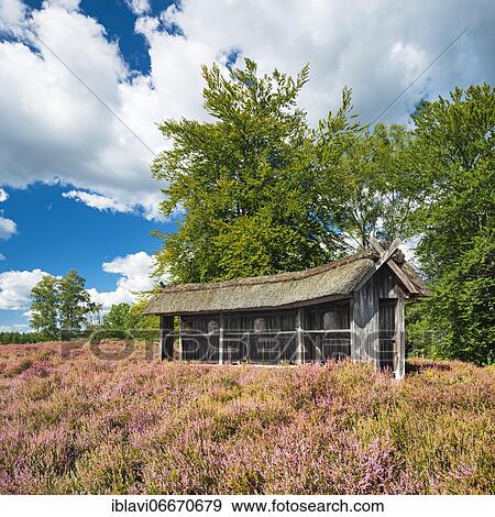 Typical heath landscape with traditional bee fence and flowering heather, Lüneburger Heide, Lower Saxony, Germany, Europe View Large Photo Image Stock Photo - Typical heath landscape with traditional bee fence and flowering heather, Lüneburger Heide, Lower Saxony, Germany, Europe. Fotosearch
