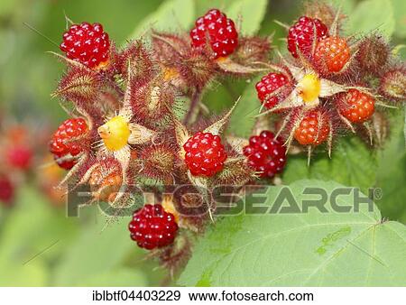 Unripe and ripe fruits on a bush, Japanese Wineberry or Wine Raspberry (Rubus phoenicolasius) View Large Photo Image Stock Photo - Unripe and ripe fruits on a bush, Japanese Wineberry or Wine Raspberry (Rubus phoenicolasius). Fotosearch