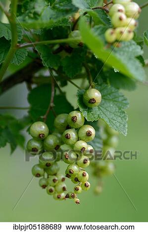 Stock Photo - Unripe currants on bush, currants, variety Jonkheer van Tels, cultivated in Holland in 1931, Ribes rubrum, red currant. Fotosearch