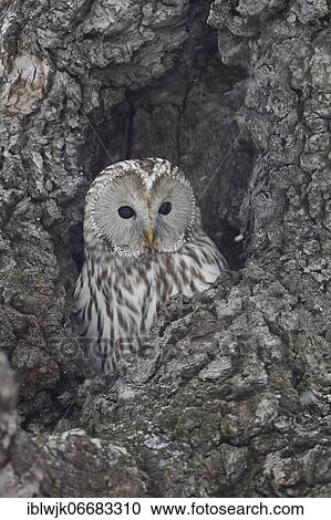 Ural owl (Strix uralensis) in a tree cavity, Hokkaido, Japan, Asia View Large Photo Image Stock Image - Ural owl (Strix uralensis) in a tree cavity, Hokkaido, Japan, Asia. Fotosearch