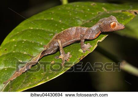 Uroplatus (Uroplatus phantasticus), juvenile on green leaf, rainforest, Ranomafana, Southern Highlands, Madagascar, Africa View Large Photo Image Picture - Uroplatus (Uroplatus phantasticus), juvenile on green leaf, rainforest, Ranomafana, Southern Highlands, Madagascar, Africa. Fotosearch