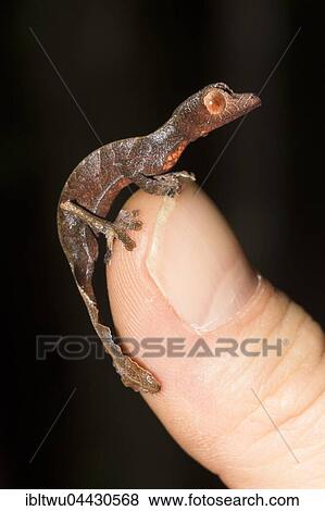 Uroplatus (Uroplatus phantasticus) juvenile on finger, rainforest Ranomafana, Southern Highlands, Madagascar, Africa View Large Photo Image Stock Photo - Uroplatus (Uroplatus phantasticus) juvenile on finger, rainforest Ranomafana, Southern Highlands, Madagascar, Africa. Fotosearch