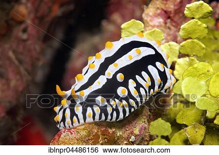 Varicose Wart Slug (Phyllidia varicosa), Indian Ocean, Maldives, Asia View Large Photo Image Stock Photograph - Varicose Wart Slug (Phyllidia varicosa), Indian Ocean, Maldives, Asia. Fotosearch