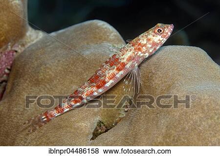 Variegated lizardfish (Synodus variegatus), stone coral (Porites sp. ), Indian Ocean, Maldives, Asia View Large Photo Image Stock Photo - Variegated lizardfish (Synodus variegatus), stone coral (Porites sp. ), Indian Ocean, Maldives, Asia. Fotosearch