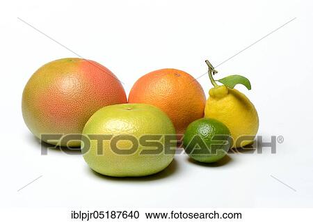 Various citrus fruits, pomelo, red grapefruit, sweetie ( cross between grapefruit and grapefruit, also oroblanco), lime, lemon View Large Photo Image Stock Image - Various citrus fruits, pomelo, red grapefruit, sweetie ( cross between grapefruit and grapefruit, also oroblanco), lime, lemon. Fotosearch