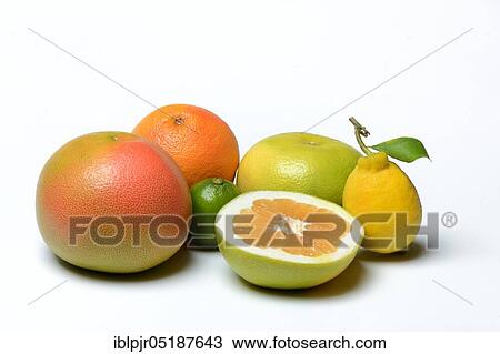 Stock Image - Various citrus fruits, pomelo, red grapefruit, sweetie ( cross between grapefruit and grapefruit, also oroblanco), lime, lemon. Fotosearch