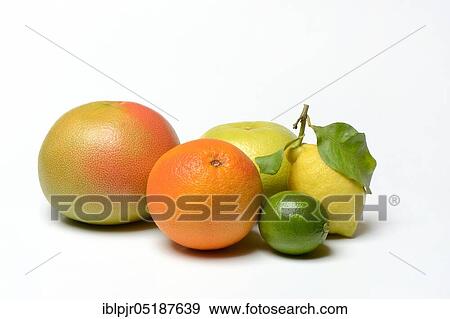 Stock Photo - Various citrus fruits, pomelo, red grapefruit, sweetie ( cross between grapefruit and grapefruit, also oroblanco), lime, lemon. Fotosearch
