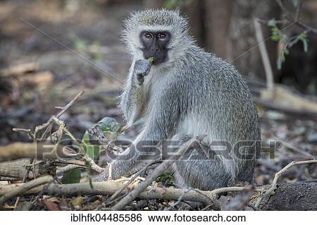 Stock Photograph - Vervet Monkey (Cheropithecus pygerythrus), Kruger National Park, South Africa, Africa. Fotosearch