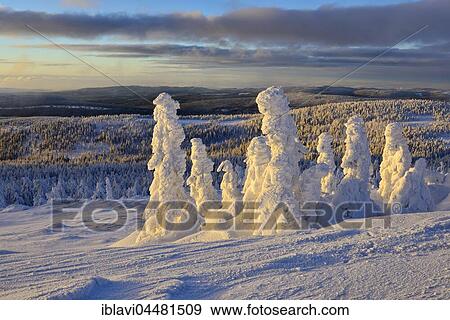 Stock Photo - View from the Brocken on forests in winter, snow-covered pines, Harz National Park, Saxony-Anhalt, Germany, Europe. Fotosearch