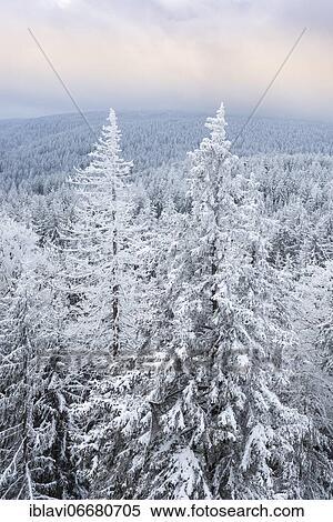 View from the rock formation Rudolphstein over spruce forest with snow to the Schneeberg in winter, Fichtelgebirge, Upper Franconia, Franconia, Bavaria, Germany, Europe View Large Photo Image Stock Photography - View from the rock formation Rudolphstein over spruce forest with snow to the Schneeberg in winter, Fichtelgebirge, Upper Franconia, Franconia, Bavaria, Germany, Europe. Fotosearch
