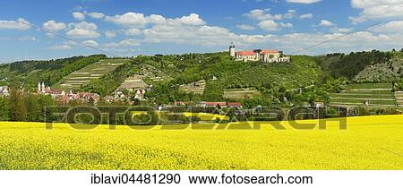 View of flowering rape field, Castle Neuchâtel, vineyards and Freyburg, Saxony-Anhalt, Germany, Europe View Large Photo Image Stock Image - View of flowering rape field, Castle Neuchâtel, vineyards and Freyburg, Saxony-Anhalt, Germany, Europe. Fotosearch
