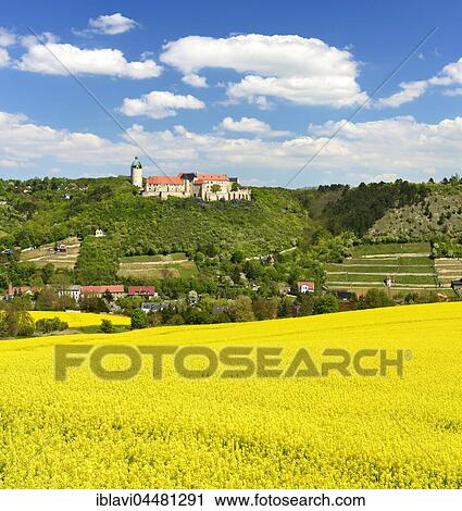 View of flowering rape field, castle Neuenburg and vineyards, Romanesque Road, Freyburg, Saxony-Anhalt, Germany, Europe View Large Photo Image Stock Image - View of flowering rape field, castle Neuenburg and vineyards, Romanesque Road, Freyburg, Saxony-Anhalt, Germany, Europe. Fotosearch