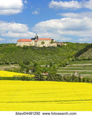 View of flowering rape field, castle Neuenburg and vineyards, Romanesque Road, Freyburg, Saxony-Anhalt, Germany, Europe View Large Photo Image Stock Image - View of flowering rape field, castle Neuenburg and vineyards, Romanesque Road, Freyburg, Saxony-Anhalt, Germany, Europe. Fotosearch