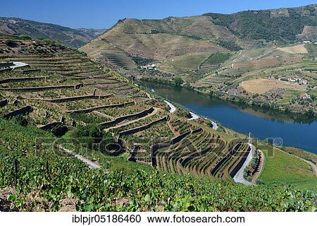Stock Image - Vineyards on the Douro, Port wine, Douro, Douro valley, near Pinhao, Portugal, Europe. Fotosearch