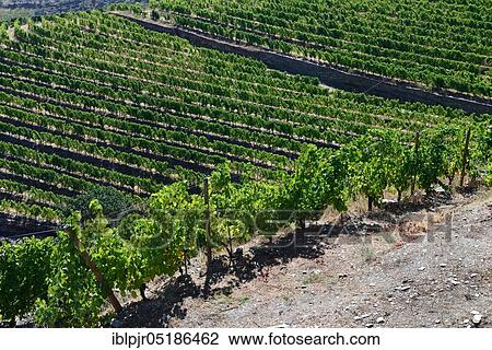 Stock Image - Vineyards on the Douro, Port wine, Douro, Douro Valley, Portugal, Europe. Fotosearch