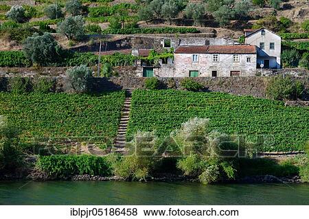 Stock Photo - Vineyards on the Douro, Port wine, Douro, Douro Valley, Portugal, Europe. Fotosearch
