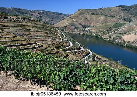 Stock Photo - Vineyards on the Douro, Port wine, Douro, Douro valley, near Pinhao, Portugal, Europe. Fotosearch