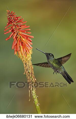 Violet-crowned Hummingbird (Eugenes fulgens Syn. Eugenes spectabilis) approaching a torch lily (Kniphofia uvaria), Savegre Ressort, Costa Rica, Central America View Large Photo Image Stock Image - Violet-crowned Hummingbird (Eugenes fulgens Syn. Eugenes spectabilis) approaching a torch lily (Kniphofia uvaria), Savegre Ressort, Costa Rica, Central America. Fotosearch