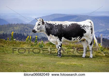 Stock Photo - Vosges cattle (Bos primigenius taurus), Vosges, France, Europe. Fotosearch