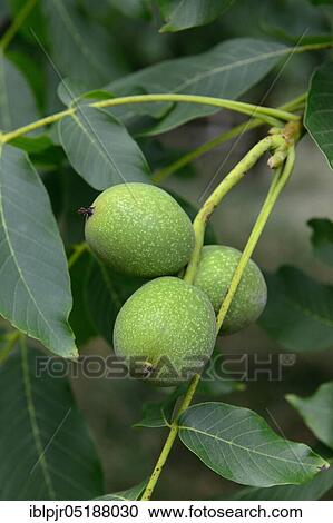 Walnut on tree, Juglans regia View Large Photo Image Stock Image - Walnut on tree, Juglans regia. Fotosearch
