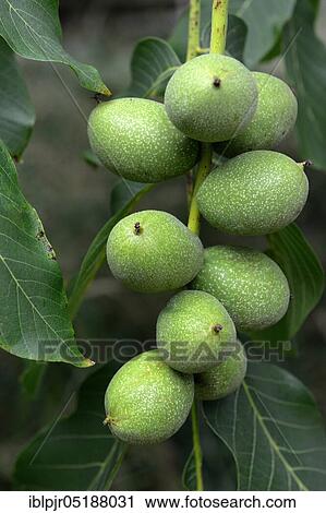 Stock Image - Walnut on tree, Juglans regia. Fotosearch