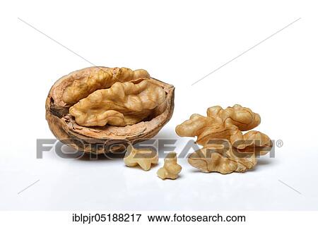 Walnuts, Juglans regia View Large Photo Image Stock Photo - Walnuts, Juglans regia. Fotosearch