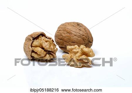 Stock Photograph - Walnuts, Juglans regia. Fotosearch