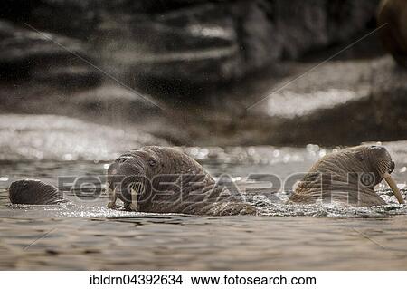 Walruses (Odobenus rosmarus) in the water, Svalbard, Spitsbergen, Norway, Europe View Large Photo Image Picture - Walruses (Odobenus rosmarus) in the water, Svalbard, Spitsbergen, Norway, Europe. Fotosearch