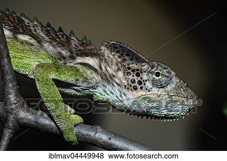Warty chameleon (Furcifer verrucosus), male, Reniala Reserve, Ifaty, Madagascar, Africa View Large Photo Image Stock Photo - Warty chameleon (Furcifer verrucosus), male, Reniala Reserve, Ifaty, Madagascar, Africa. Fotosearch