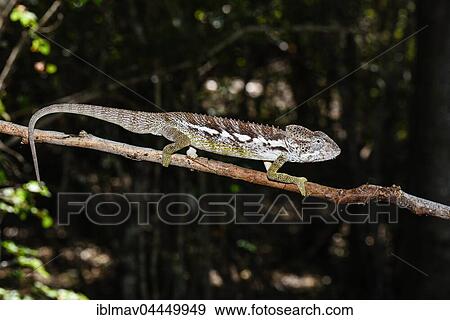 Stock Photo - Warty chameleon (Furcifer verrucosus), male, Reniala Reserve, Ifaty, Madagascar, Africa. Fotosearch