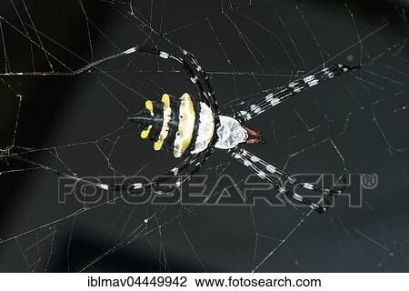 Wasp Spider (Argiope coquereli) Reniala Reserve, Ifaty, Madagascar, Africa View Large Photo Image Stock Image - Wasp Spider (Argiope coquereli) Reniala Reserve, Ifaty, Madagascar, Africa. Fotosearch