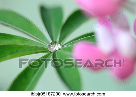 Stock Image - Water drops on lupine leaf ( Lupinus polyphyllus). Fotosearch