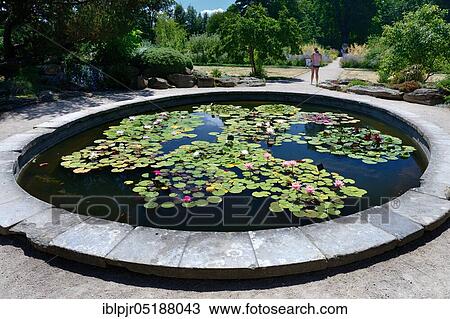 Water Lily Pond, Great Britain, Botanical Garden, Oxford, Oxfordshire, England, Great Britain View Large Photo Image Stock Image - Water Lily Pond, Great Britain, Botanical Garden, Oxford, Oxfordshire, England, Great Britain. Fotosearch