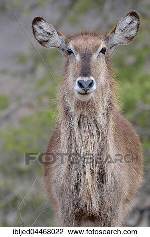 Waterbuck (Kobus ellipsiprymnus), adult female, Kruger National Park, South Africa, Africa View Large Photo Image Stock Image - Waterbuck (Kobus ellipsiprymnus), adult female, Kruger National Park, South Africa, Africa. Fotosearch