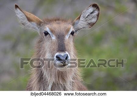 Waterbuck (Kobus ellipsiprymnus), adult female, portrait, Kruger National Park, South Africa, Africa View Large Photo Image Stock Photograph - Waterbuck (Kobus ellipsiprymnus), adult female, portrait, Kruger National Park, South Africa, Africa. Fotosearch