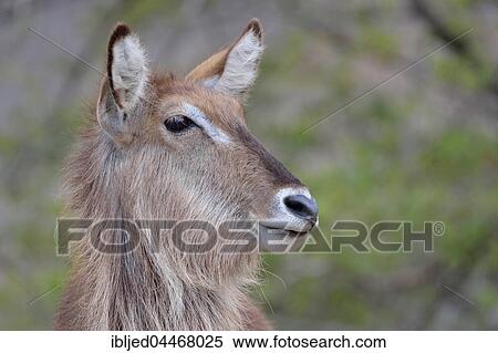 Waterbuck (Kobus ellipsiprymnus), adult female, portrait, Kruger National Park, South Africa, Africa View Large Photo Image Stock Photography - Waterbuck (Kobus ellipsiprymnus), adult female, portrait, Kruger National Park, South Africa, Africa. Fotosearch