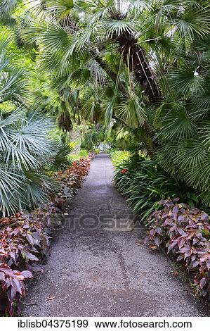 Stock Photo - Way through palm trees, Jardín de aclimatación de la Orotava, Botanico, Botanical Garden, Tenerife, Canary Islands, Spain, Europe. Fotosearch