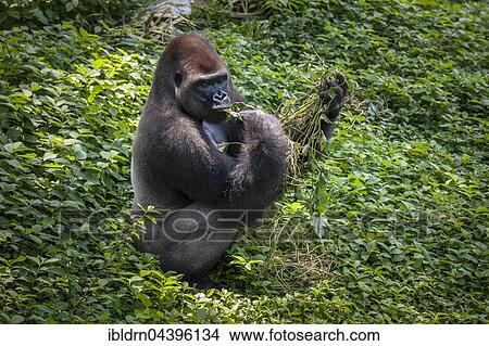 Picture - Western lowland gorilla (Gorilla gorilla gorilla), male feeding, silverback, captive, Primate Sanctuary, Limbe, Southwest Region, Cameroon, Africa. Fotosearch