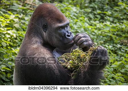 Western lowland gorilla (Gorilla gorilla gorilla), male feeding, captive, Primate Sanctuary, Limbe, Southwest Region, Cameroon, Africa View Large Photo Image Picture - Western lowland gorilla (Gorilla gorilla gorilla), male feeding, captive, Primate Sanctuary, Limbe, Southwest Region, Cameroon, Africa. Fotosearch