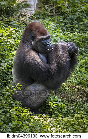 Western lowland gorilla (Gorilla gorilla gorilla), male feeding, silverback, captive, Primate Sanctuary, Limbe, Southwest Region, Cameroon, Africa View Large Photo Image Stock Image - Western lowland gorilla (Gorilla gorilla gorilla), male feeding, silverback, captive, Primate Sanctuary, Limbe, Southwest Region, Cameroon, Africa. Fotosearch