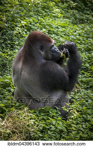 Western lowland gorilla (Gorilla gorilla gorilla), male feeding, silverback, captive, Primate Sanctuary, Limbe, Southwest Region, Cameroon, Africa View Large Photo Image Stock Image - Western lowland gorilla (Gorilla gorilla gorilla), male feeding, silverback, captive, Primate Sanctuary, Limbe, Southwest Region, Cameroon, Africa. Fotosearch