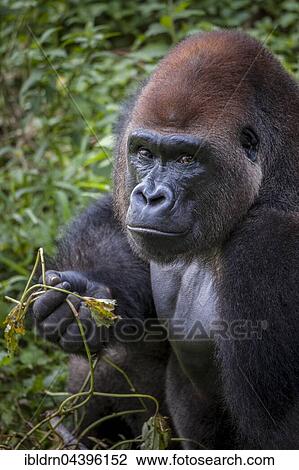Western lowland gorilla (Gorilla gorilla gorilla), male feeding, captive, Primate Sanctuary, Limbe, Southwest Region, Cameroon, Africa View Large Photo Image Stock Image - Western lowland gorilla (Gorilla gorilla gorilla), male feeding, captive, Primate Sanctuary, Limbe, Southwest Region, Cameroon, Africa. Fotosearch