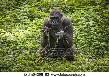 Western Lowland Gorilla (Gorilla gorilla gorilla), female eating, captive, Primate Sanctuary, Limbe, Southwest Region, Cameroon, Africa View Large Photo Image Stock Image - Western Lowland Gorilla (Gorilla gorilla gorilla), female eating, captive, Primate Sanctuary, Limbe, Southwest Region, Cameroon, Africa. Fotosearch