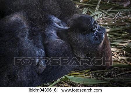 Western Lowland Gorilla (Gorilla gorilla gorilla), male, captive, resting in the enclosure of the Limbe Wildlife Centre, Limbe, Southwest Region, Cameroon, Africa View Large Photo Image Stock Image - Western Lowland Gorilla (Gorilla gorilla gorilla), male, captive, resting in the enclosure of the Limbe Wildlife Centre, Limbe, Southwest Region, Cameroon, Africa. Fotosearch