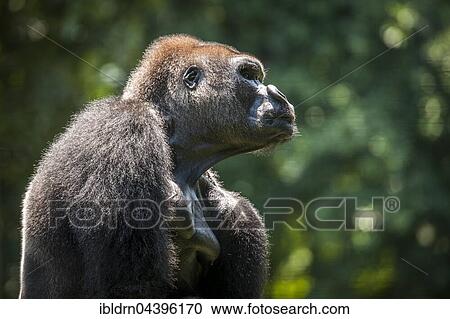 Western lowland gorilla (Gorilla gorilla gorilla), male, captive, Primate Sanctuary, Limbe, Southwest Region, Cameroon, Africa View Large Photo Image Stock Image - Western lowland gorilla (Gorilla gorilla gorilla), male, captive, Primate Sanctuary, Limbe, Southwest Region, Cameroon, Africa. Fotosearch