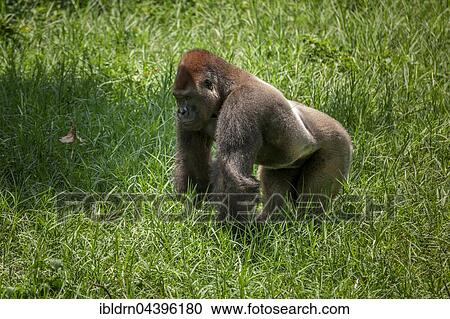 Western lowland gorilla (Gorilla gorilla gorilla), silverback, male, captive, Primate Sanctuary, Limbe, Southwest Region, Cameroon, Africa View Large Photo Image Stock Image - Western lowland gorilla (Gorilla gorilla gorilla), silverback, male, captive, Primate Sanctuary, Limbe, Southwest Region, Cameroon, Africa. Fotosearch