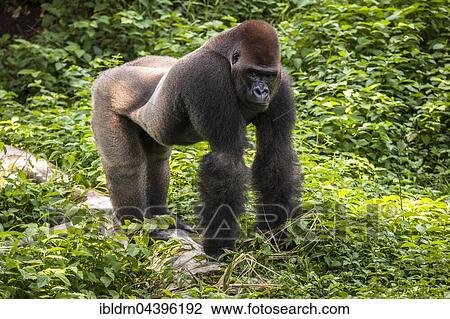Western lowland gorilla (Gorilla gorilla gorilla), male in enclosure, captive, Primate Sanctuary, Limbe, Southwest Region, Cameroon, Africa View Large Photo Image Stock Image - Western lowland gorilla (Gorilla gorilla gorilla), male in enclosure, captive, Primate Sanctuary, Limbe, Southwest Region, Cameroon, Africa. Fotosearch