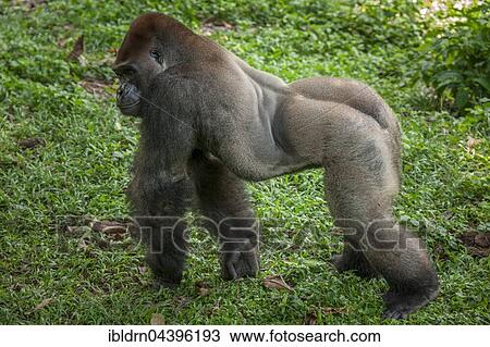 Western lowland gorilla (Gorilla gorilla gorilla), male in enclosure, captive, Primate Sanctuary, Limbe, Southwest Region, Cameroon, Africa View Large Photo Image Stock Image - Western lowland gorilla (Gorilla gorilla gorilla), male in enclosure, captive, Primate Sanctuary, Limbe, Southwest Region, Cameroon, Africa. Fotosearch