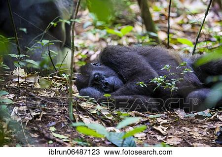Western lowland gorilla (Gorilla gorilla gorilla), Unesco world heritage sight Dzanga-Sangha Special Reserve, Central African Republic, Africa View Large Photo Image Stock Image - Western lowland gorilla (Gorilla gorilla gorilla), Unesco world heritage sight Dzanga-Sangha Special Reserve, Central African Republic, Africa. Fotosearch