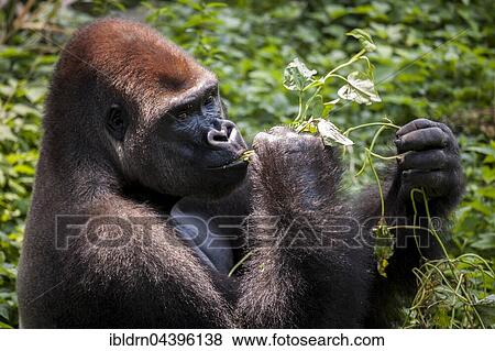 Stock Photo - Western lowland gorilla (Gorilla gorilla gorilla), male feeding, captive, Primate Sanctuary, Limbe, Southwest Region, Cameroon, Africa. Fotosearch